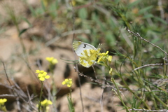 Zegris eupheme menestho