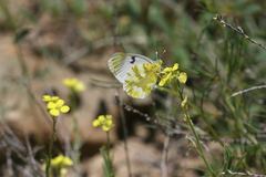 Zegris eupheme menestho