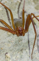 Loxosceles yucatana