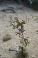 Campanula erinus