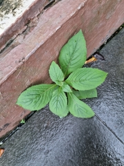 Crassocephalum crepidioides