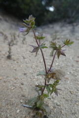 Campanula erinus