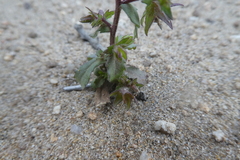 Campanula erinus