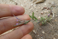 Malcolmia ramosissima