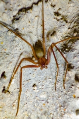 Loxosceles yucatana