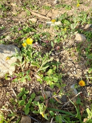 Coleostephus myconis