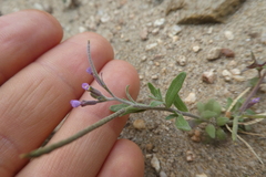 Malcolmia ramosissima