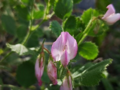 Ononis rotundifolia