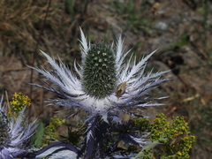 Eryngium alpinum