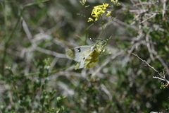 Zegris eupheme menestho