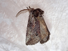 Gallaba eugraphes