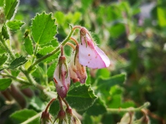 Ononis rotundifolia