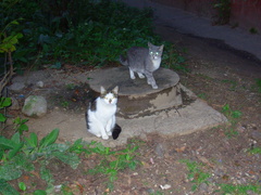 Felis catus