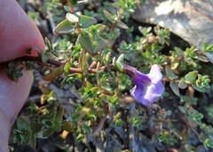 Thyridia repens