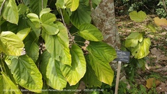 Pterygota alata