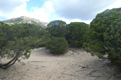 Juniperus phoenicea