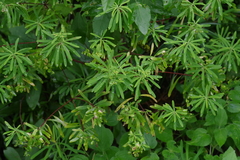 Euphorbia kraussiana