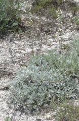 Artemisia hololeuca