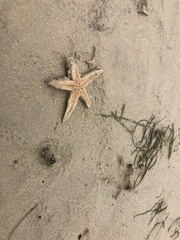Aquilonastra
