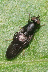 Dysbiota parvula