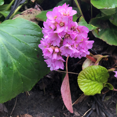 Bergenia crassifolia