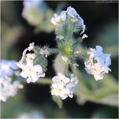 Cryptantha