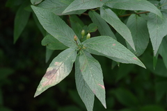 Bowkeria verticillata