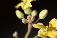 Zegris eupheme menestho