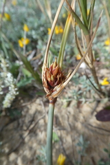 Cyperus capitatus