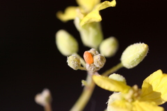 Zegris eupheme menestho