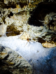 Loxosceles yucatana