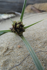 Cyperus capitatus