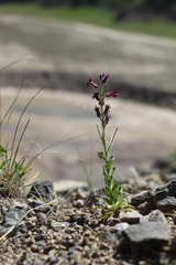 Parrya gracillima