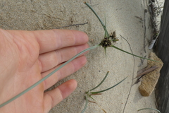 Cyperus capitatus