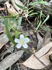 Geranium homeanum