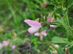 Ononis rotundifolia