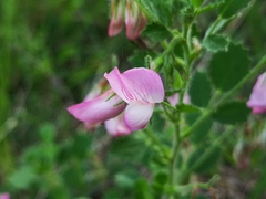 Ononis rotundifolia