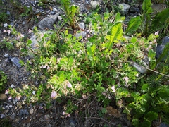 Ononis rotundifolia