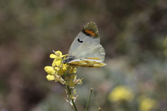 Zegris eupheme menestho