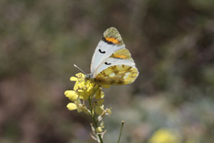 Zegris eupheme menestho