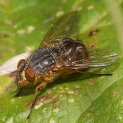 Calliphora hilli