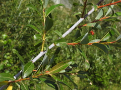 Salix daphnoides
