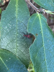 Gminatus wallengreni