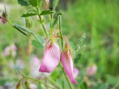Ononis rotundifolia