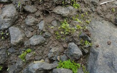 Bryum dunense