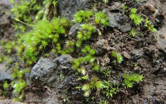 Bryum dunense