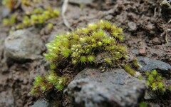 Bryum dunense