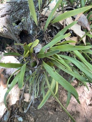 Pyrrosia