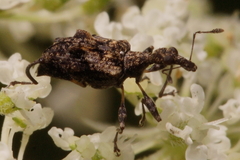 Stephanorhynchus lawsoni