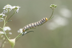 Zegris eupheme menestho